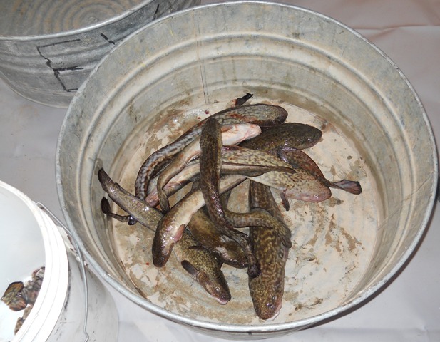 Photo of a bucket of burbot caught in the Flaming Gorge during the 2011 Burbot Bash